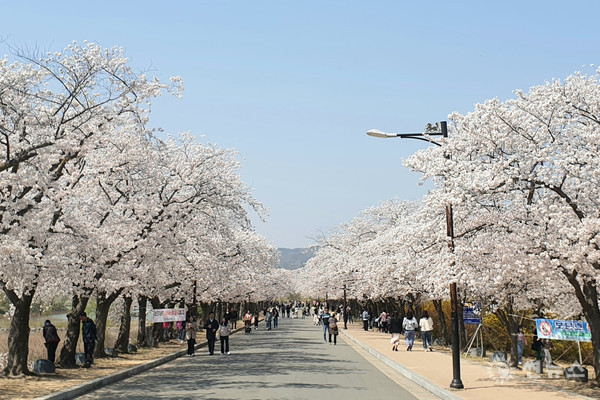 관광객들이 보문단지 만개한 벚꽃을 즐기고 있다