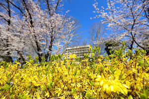 210322 사진 1 전남대 본부 앞 개나리와 벚꽃의 만남