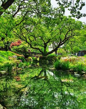 경주엑스포대공원 '비밀의 정원'은 500년 수령 왕버들과 연못이 신비로운 분위기를 연출하며 포토존으로 인기를 얻고 있다