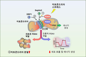 Pyruvate dehydrogenase kinase 4 (PDK4)가 미토콘드리아 효소 피루브산탈수소효소(PDC)를 저해하는 전통적인 역할 외에도, 미토콘드리아 어댑터 단백질 septin2를 인산화시킴으로써, 미토콘드리아 분절 유발 단백질 Dynamic-related protein 1 (DRP1)을 미토콘드리아로 소환함으로써, DRP1에 의한 분절을 촉진시키는 역할이 공존함