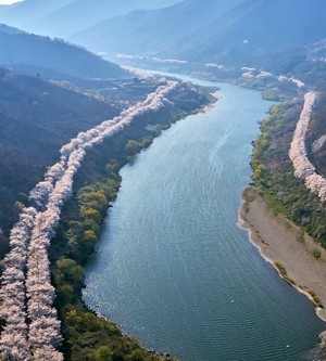 구례 섬진강 벚꽃길